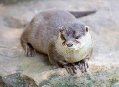 Small-clawed otter clipart