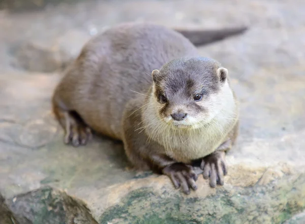 Kleine-klauwde otter — Stockfoto