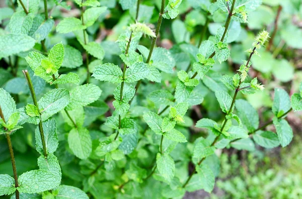 Primer plano del arbusto de menta — Foto de Stock