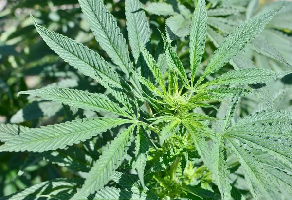 Planta de cannabis close-up — Fotografia de Stock
