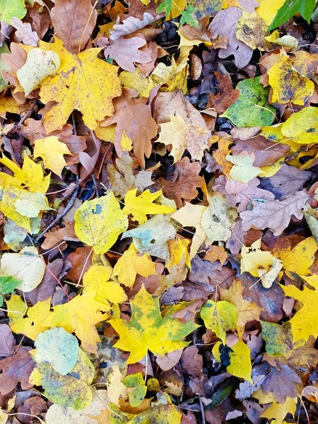 Vollrahmen Hintergrund Mit Herbstlich Gefärbten Gefallenen Braunen Gelben Und Orangen — Stockfoto