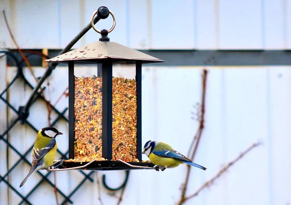 Mooie Parus Grote Vogels Voeden Zich Met Graan Vogelvoeder — Stockfoto