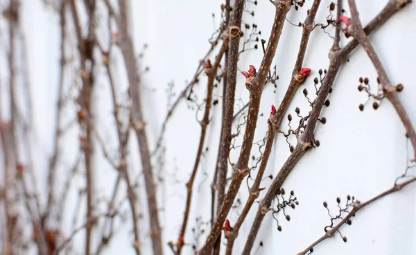 Dry Branches Parthenocissus Quinquefolia Virginia Creeper Plant Leaves Early Spring — Stock Photo, Image