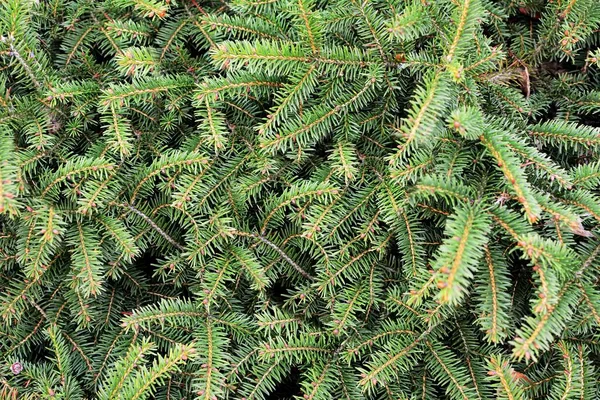 Background Green Spruce Tree Branches Full Frame Spruce Tree Background — Stock Photo, Image