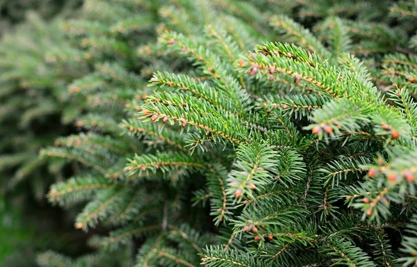 Close Young Spruce Tree Branches Shallow Depth Field Focused Foreground — Stock Photo, Image