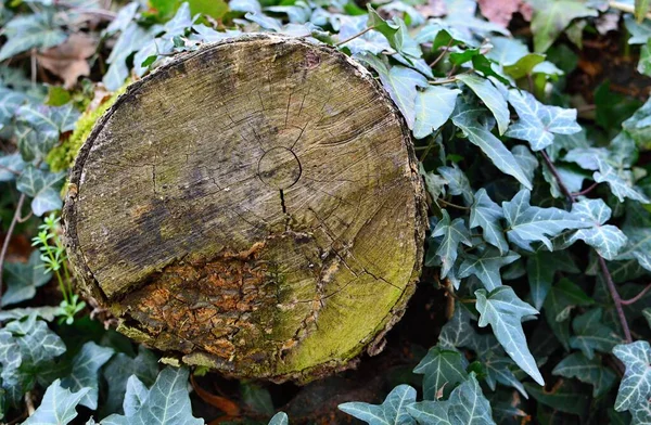 Coupe Transversale Vieux Tronc Arbre Avec Anneaux Annuels Visibles Mousse — Photo