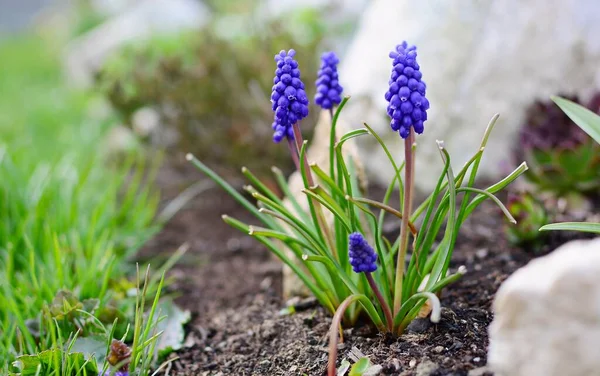 Close Blue Muscari Armeniacum Nebo Arménská Hroznová Hyacinth Bunch Rostoucí — Stock fotografie