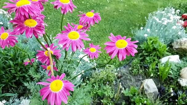 Wolny Ruch Marguerite Daisy Kwiat Ogrodzie — Wideo stockowe