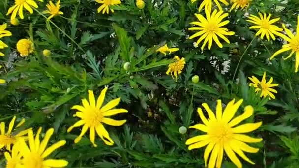 Powolny Ruch Żółtych Chryzantemoidów Euryops Kwiaty — Wideo stockowe