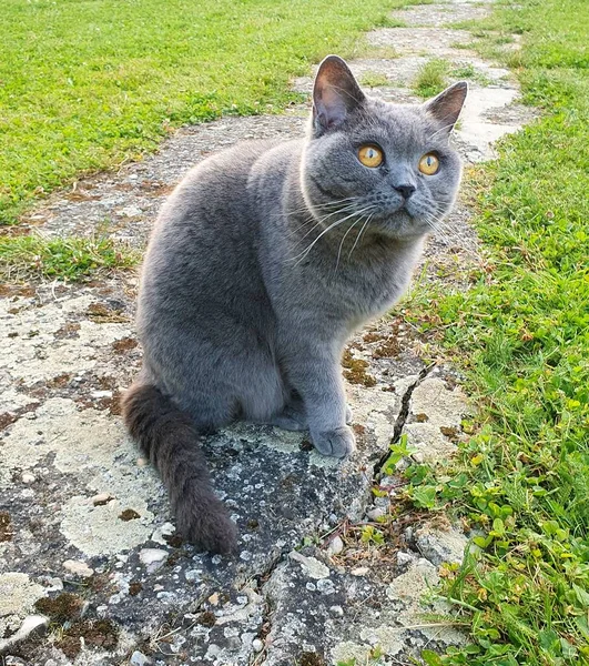 Ritratto Gatto Stenografico Britannico Giardino — Foto Stock