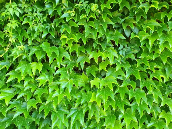 Volledige Frame Achtergrond Met Een Natuurlijke Heg Hek Groene Bladeren — Stockfoto