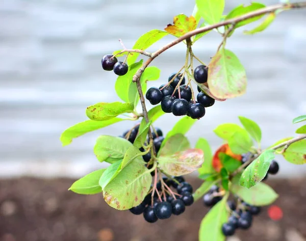 Aronia Preta Aronia Melanocarpa Fruta Baga Árvore Closeup Frutas Aronia — Fotografia de Stock