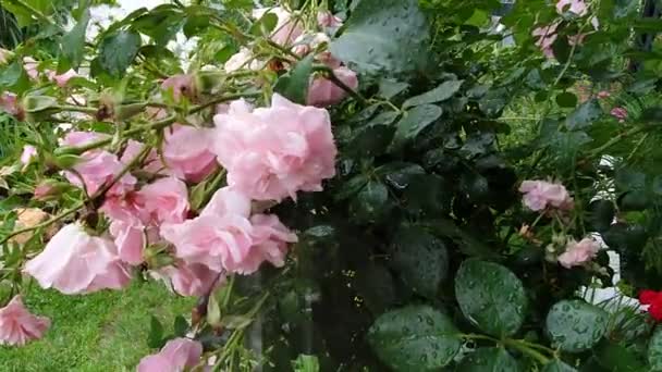 Крупный План Розовых Цветов Розы Падающими Капельками Дождя Розовые Розы — стоковое видео