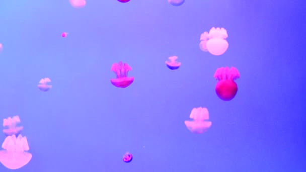 Medusas flotantes de color — Vídeo de stock