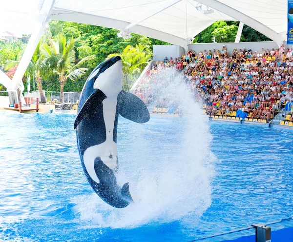 Orca ocean show — Stock Photo, Image