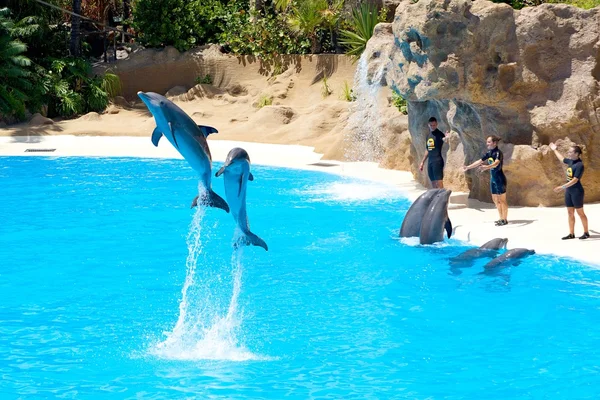 Dolphins show — Stock Photo, Image