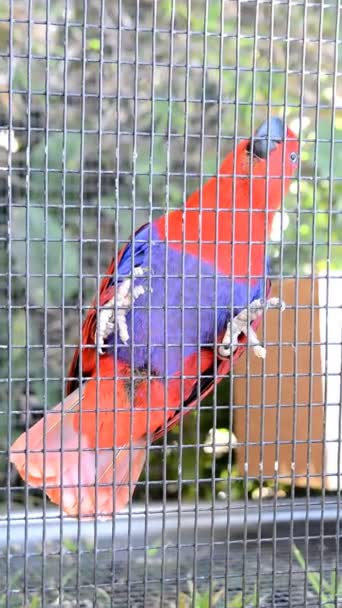 Papegaai in een kooi — Stockvideo