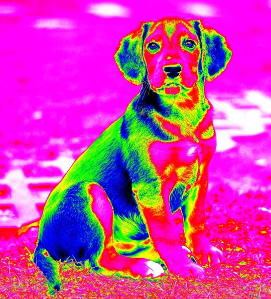 Perro rojo infrarrojo — Foto de Stock