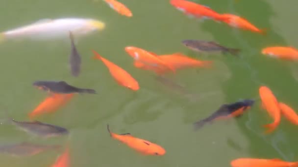 Carpa koi en el estanque del jardín — Vídeos de Stock