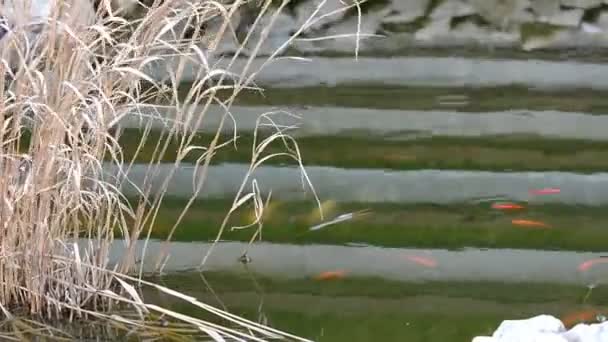 Gartenteich mit Karpfenkoi — Stockvideo