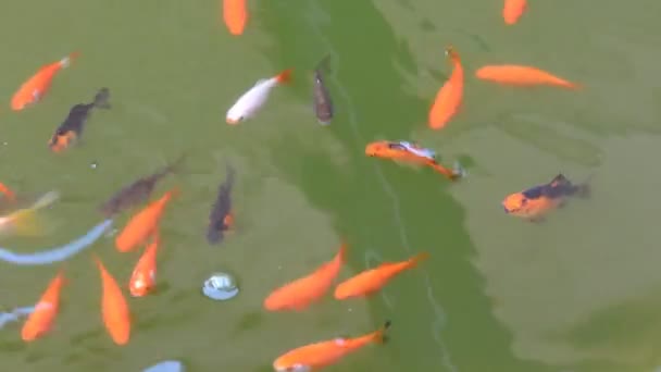 Carpa koi nel laghetto da giardino — Video Stock