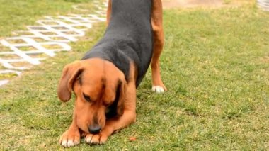 Sevimli Beagle ısırıkları küçük oyuncak