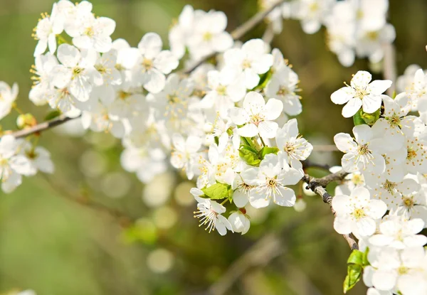 Cherry blossom — Stock Photo, Image