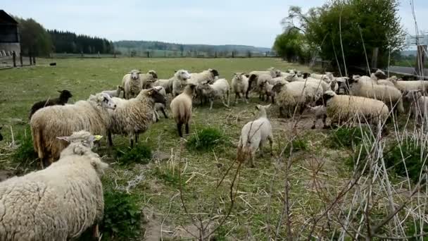 Flock of sheep — Stock Video