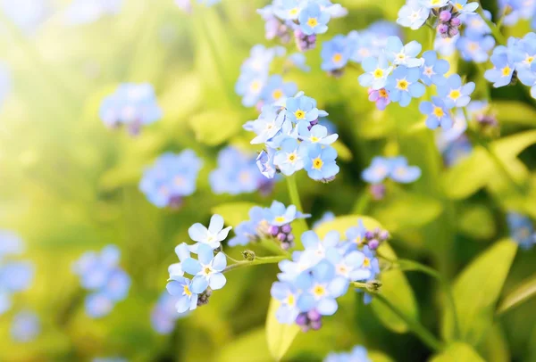 Forget me not plant — Stock Photo, Image