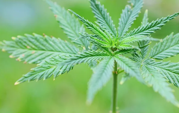 Planta de maconha (Cannabis) — Fotografia de Stock