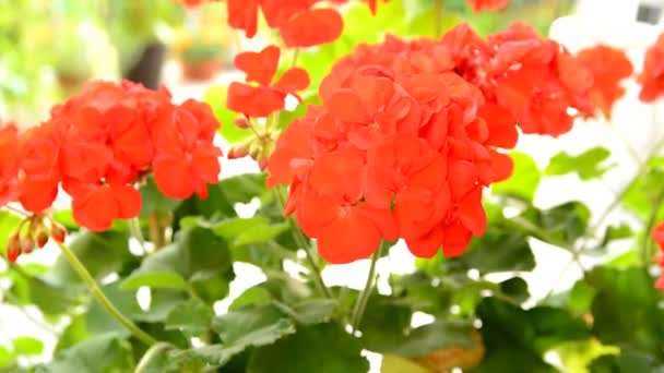 Red Geranium — Stock Video