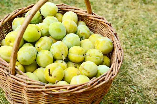 Basket with plums — Stock Photo, Image