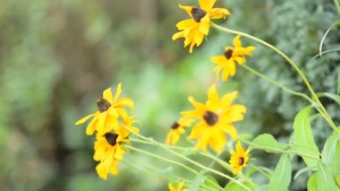 Sarı Ekinezya (Rudbeckia)