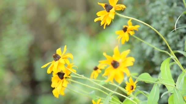 Yellow Echinacea (Rudbeckia) — Stock Video