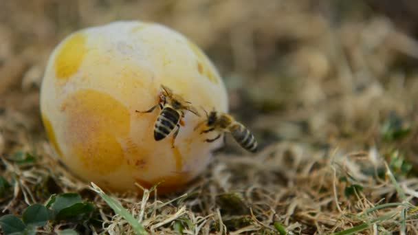 Honigbienen auf Pflaume — Stockvideo