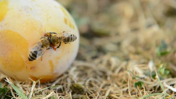 Abeilles à miel sur prune — Video