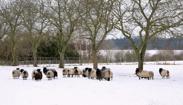 Schapen in de wintertuin — Stockfoto