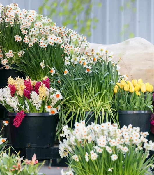 Güzel, renkli çiçekleri
