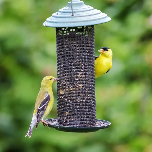 Zwei gelbe Vögel lizenzfreie Stockfotos