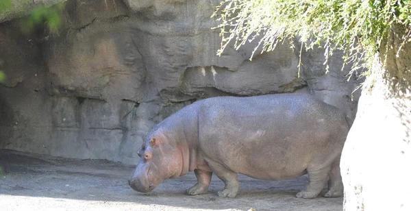 HIPPOPOTAMUS TAMBIÉN LLAMADO RIVERHORSE —  Fotos de Stock