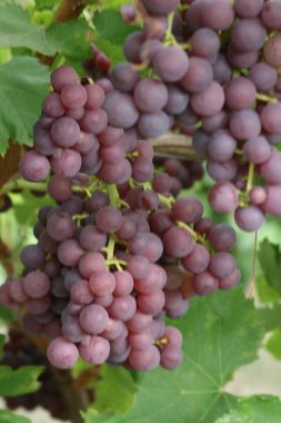 Kırmızı üzümler