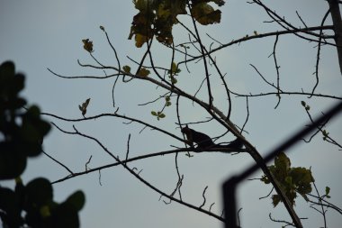 Malabar Hint dev sincap