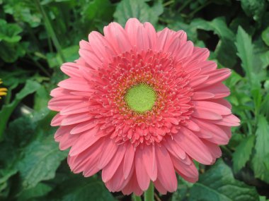 gerbera çiçek