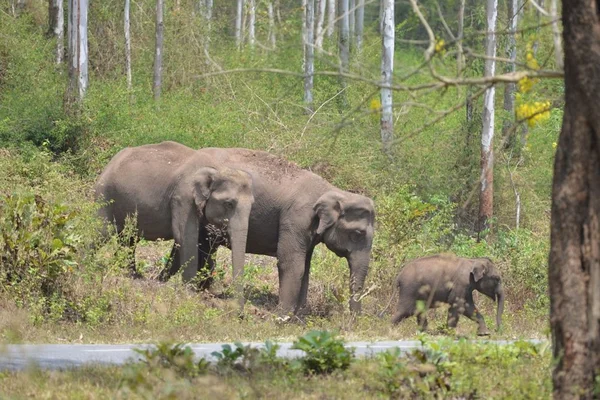 WILD ELEPHANTS WITH CHILD — ஸ்டாக் புகைப்படம்