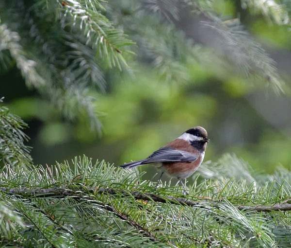 THE LEAST FLYCATCHER — Stock Photo, Image