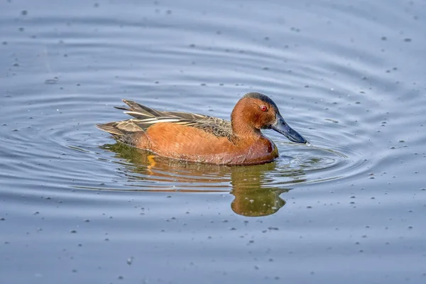 Tarçın deniz mavisi