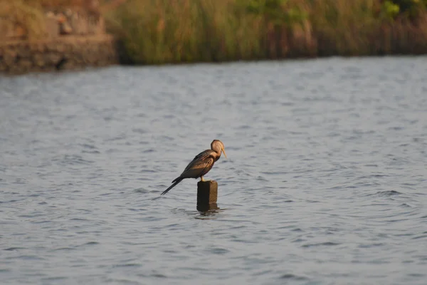 Brahmini-Drachen in Kerala — Stockfoto