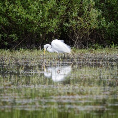 büyük beyaz balıkçıl