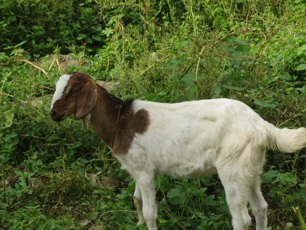 Malabari(Kerala,India) keçi