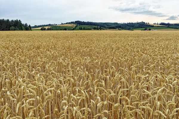 WHEAT FIELDS With H GREEN LAND BACKGROUND — стоковое фото